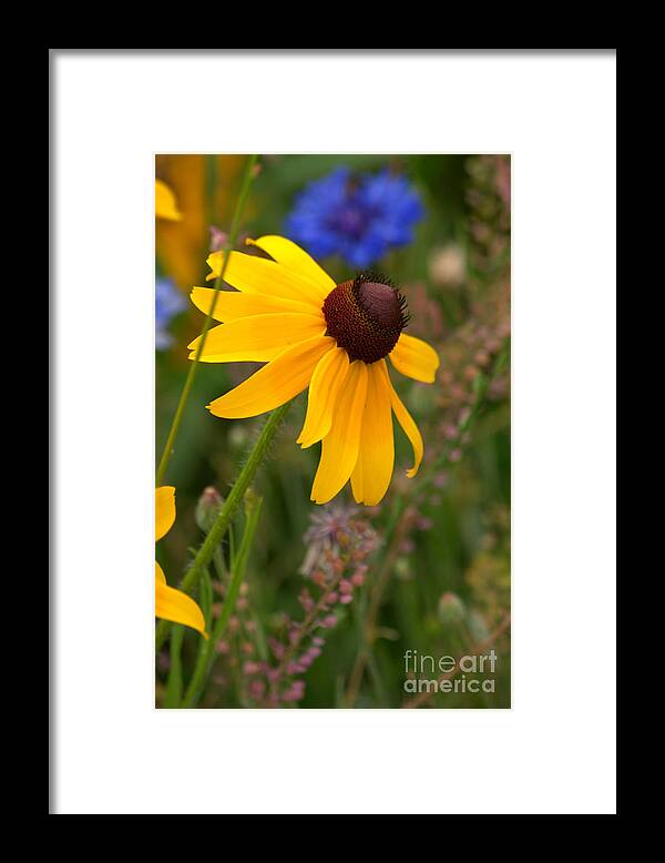 Diana Graves Photography Framed Print featuring the photograph Summer Black Eyed Susan by K D Graves