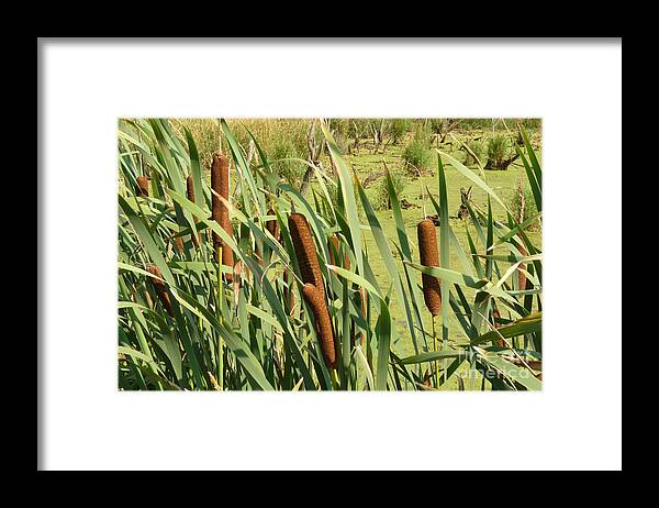 Illinois Framed Print featuring the photograph Summer Cattails by Deborah Smolinske