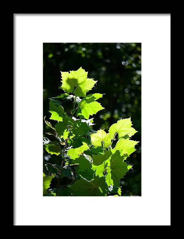 Summer Day's Light Framed Print featuring the photograph Summer Day's Light by Maria Urso