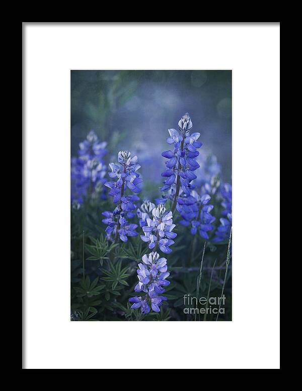 Lupin Framed Print featuring the photograph Summer Dream by Priska Wettstein