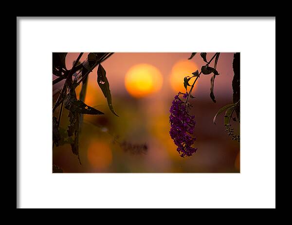 Summer Framed Print featuring the photograph Summer Evening by Bonnie Bruno