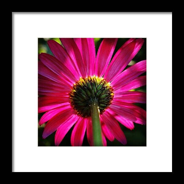 Pink Framed Print featuring the photograph Summer. by Hermes Fine Art