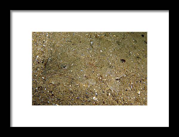 Flatfish Framed Print featuring the photograph Summer Flounder by Andrew J. Martinez