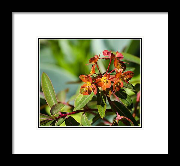 Green Framed Print featuring the photograph Summer Flower by Spikey Mouse Photography