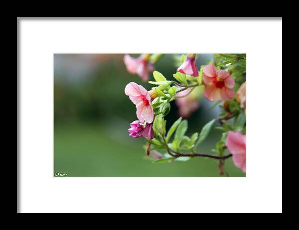 Flowers Framed Print featuring the photograph Summer Flowers by Jackson Pearson