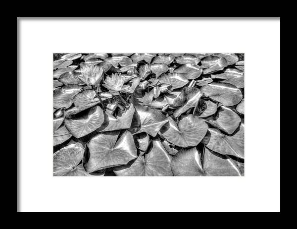 Black And White Framed Print featuring the photograph Summer Garden by Dawn J Benko
