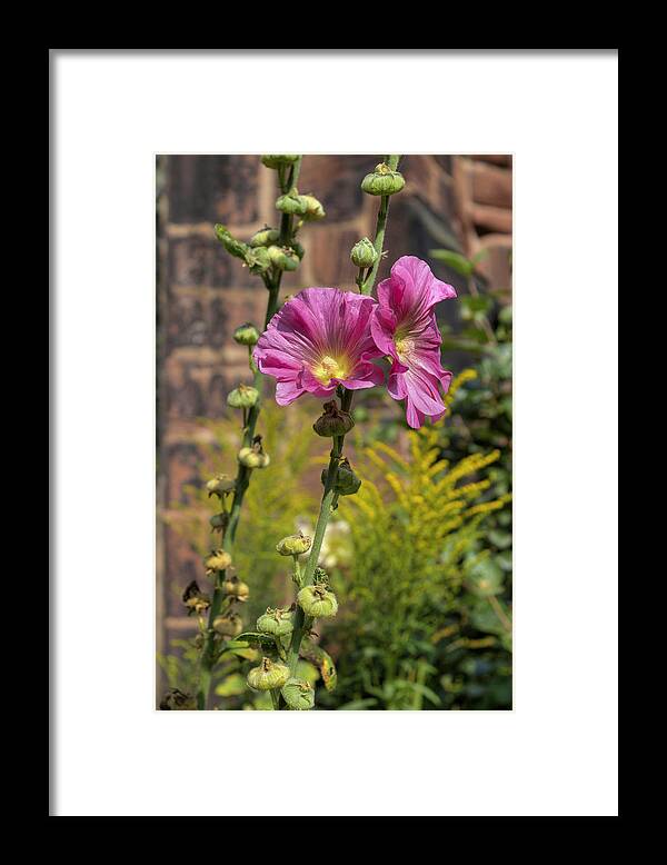 Flower Framed Print featuring the photograph Summer Hollyhocks by Ian Mitchell