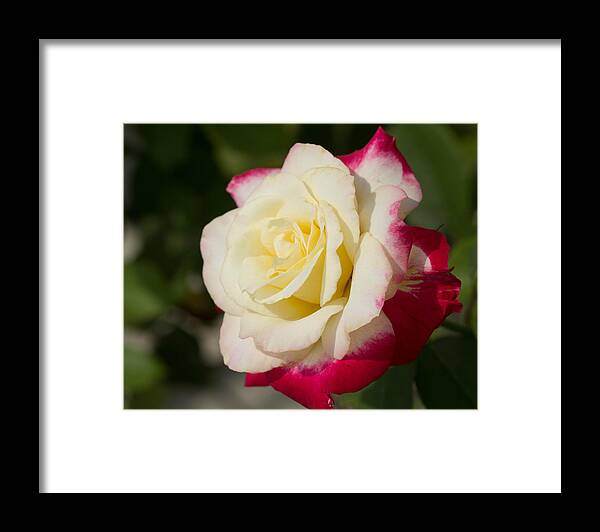 Rose Framed Print featuring the photograph Summer in the City by Cathy Donohoue