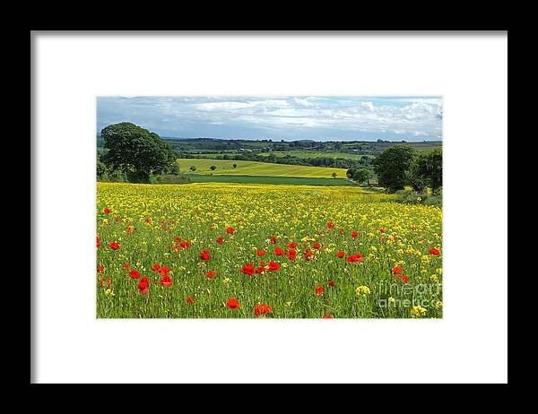 Summer Framed Print featuring the photograph Summer In The Countryside by David Birchall