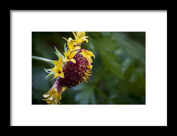 Indian Blanket Framed Print featuring the photograph Summer Indian Blanket by Carolyn Marshall