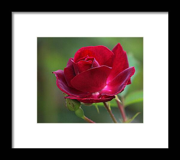 Red Rose Framed Print featuring the photograph Summer Rose by Karen McKenzie McAdoo