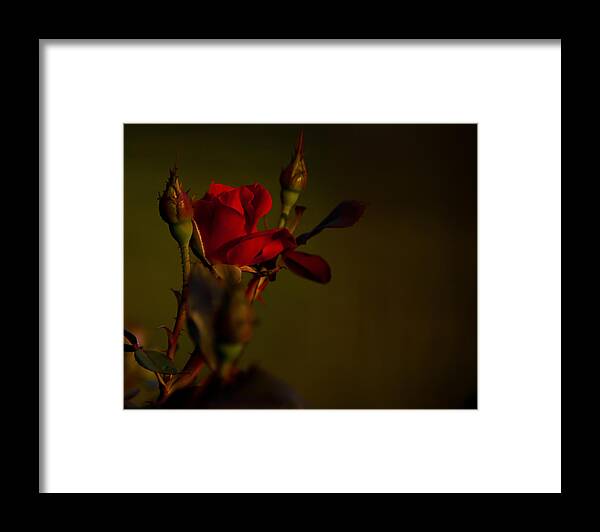 Rose Framed Print featuring the photograph Summer Rose by Mark Alder