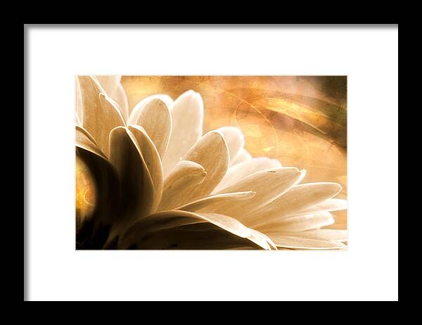 Gerbera Daisy Framed Print featuring the photograph Summer Song by Michael Eingle