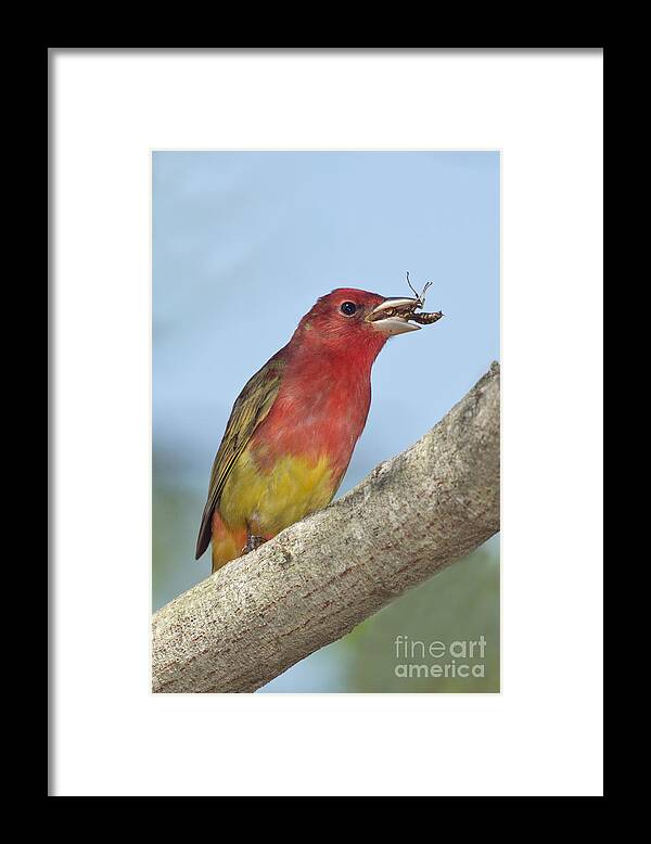 Summer Tanager Framed Print featuring the photograph Summer Tanager Eating Wasp by Anthony Mercieca