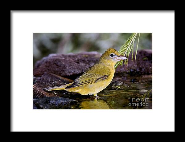 Summer Tanager Framed Print featuring the photograph Summer Tanager Female In Water by Anthony Mercieca