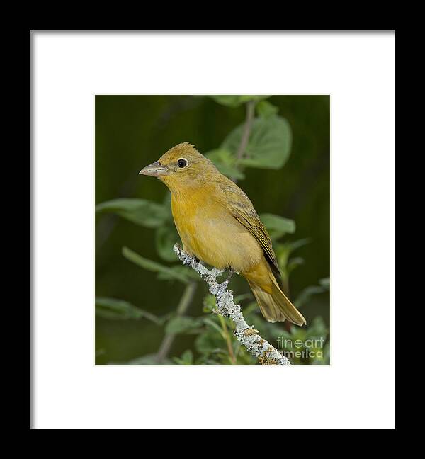 Summer Tanager Framed Print featuring the photograph Summer Tanager Hen by Anthony Mercieca