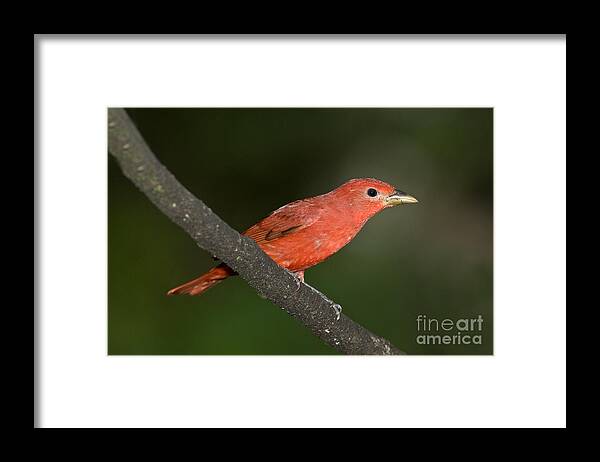 Animal Framed Print featuring the photograph Summer Tanager Male Perched-ecuador by Anthony Mercieca