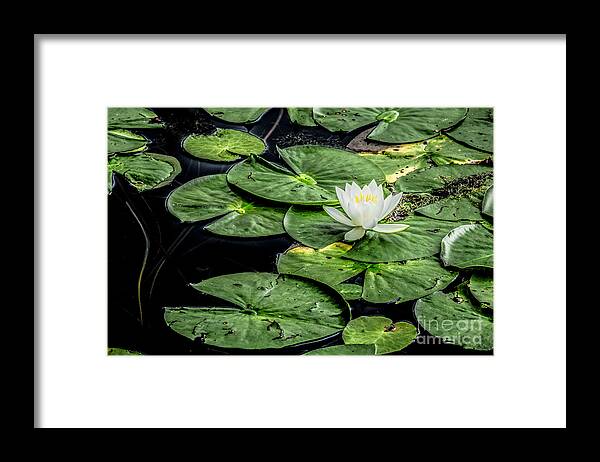 Abstract Framed Print featuring the digital art Summer Water Lily 3 by Susan Cole Kelly Impressions