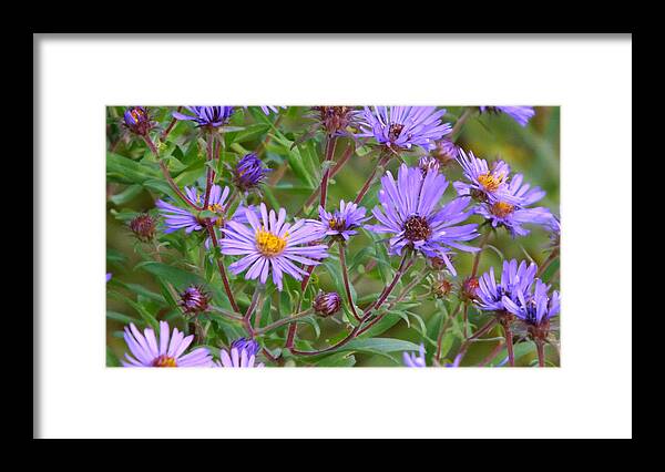 Flowers Framed Print featuring the photograph Summer Wild Flowers by Michael Sokalski