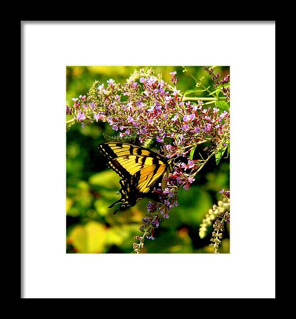 Fine Art Framed Print featuring the photograph Summers End by Rodney Lee Williams