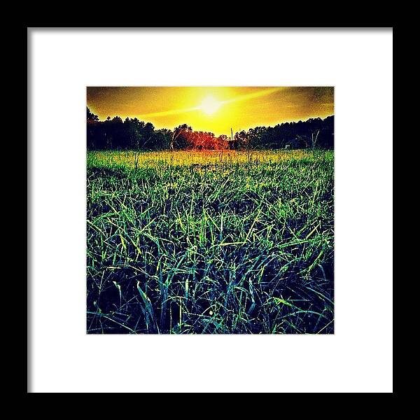 Nicklucey Framed Print featuring the photograph Summer's Last Tendrils /// #grassporn by Nick Lucey