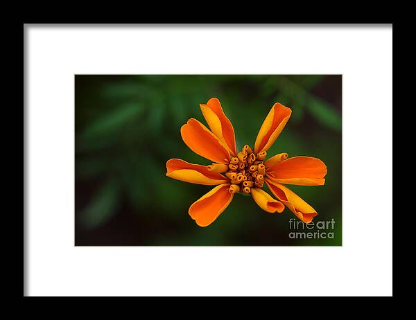 Marigold Framed Print featuring the photograph Summer's Unfolding by Michael Eingle