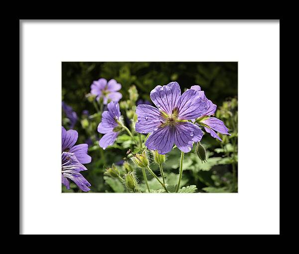 Nature Framed Print featuring the photograph Sun bathed Geranium by Spikey Mouse Photography
