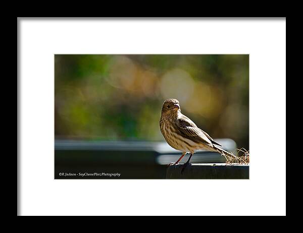 Finch Framed Print featuring the photograph Sun Bathing by Robert L Jackson