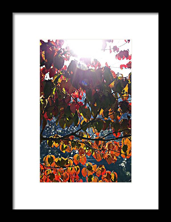Sun Flare Framed Print featuring the photograph Sun Flare by Sharon Popek
