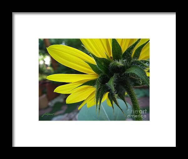 Sun Flower Framed Print featuring the photograph Sun Flower by Bon and Jim Fillpot
