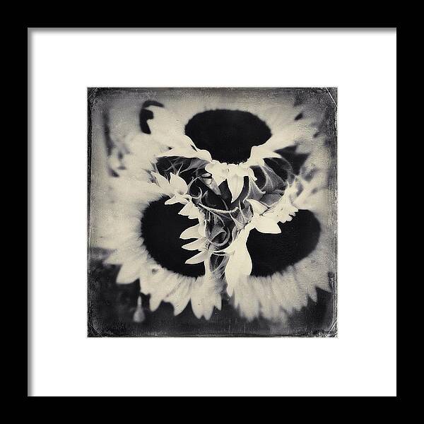 Flower Framed Print featuring the photograph Sun Flowers by Kathleen Messmer