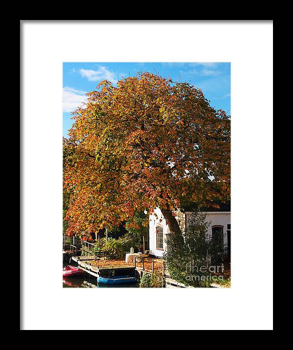 Tree In Autumn Framed Print featuring the photograph Sun leaves by Luc Van de Steeg