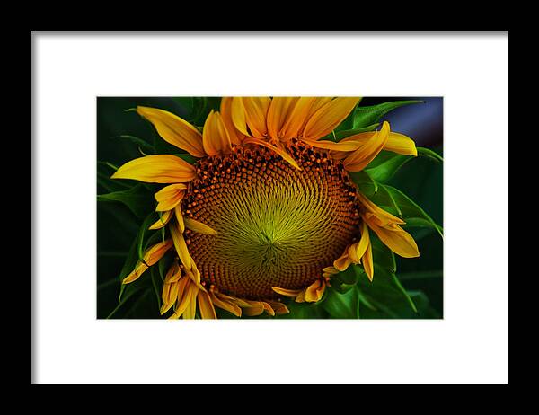 Sunflower Framed Print Framed Print featuring the photograph Sun Lover by John Harding