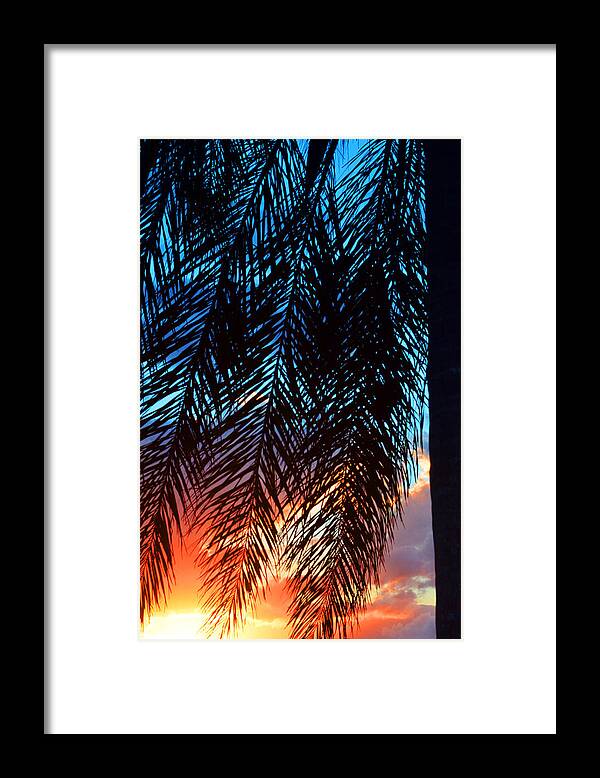 Palm Tree Framed Print featuring the photograph Sun Palm by Laura Fasulo