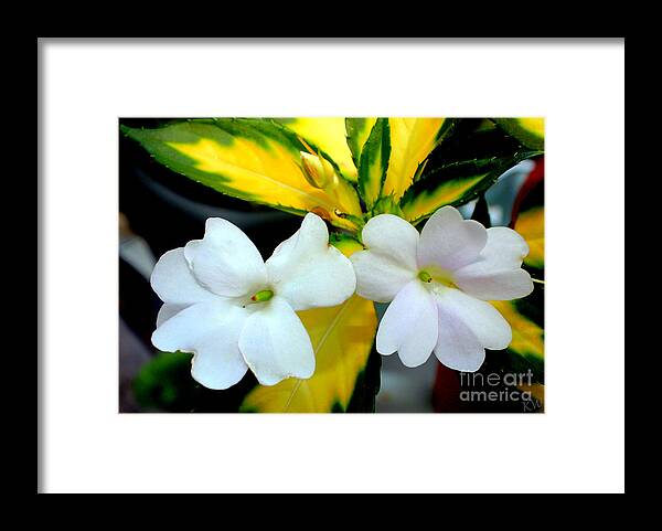 Sun Patiens Spreading White Variagated Framed Print featuring the photograph Sun Patiens Spreading White Variagated by Kathy White