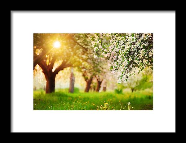 Environmental Conservation Framed Print featuring the photograph Sun Shining Through The Blooming Tree - by Konradlew