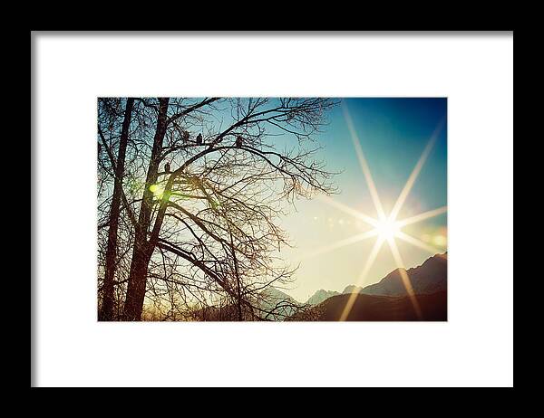 Alaska Framed Print featuring the photograph Sun Worshipers by Michele Cornelius