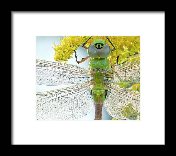 Dragonfly Framed Print featuring the photograph Sunbathing by Vickie Szumigala