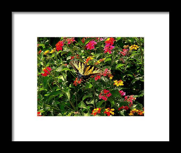 Fine Art Framed Print featuring the photograph Suncatcher by Rodney Lee Williams