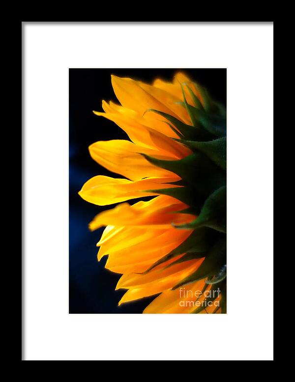 Flower Framed Print featuring the photograph Sunflower 2 by Jacqueline Athmann
