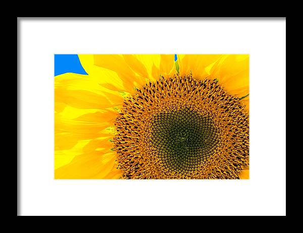 Sunflower Framed Print featuring the photograph Sunflower by Andreas Berthold