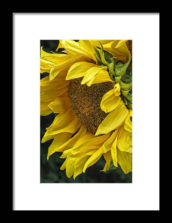 Flower Framed Print featuring the photograph Sunflower by Ann Bridges