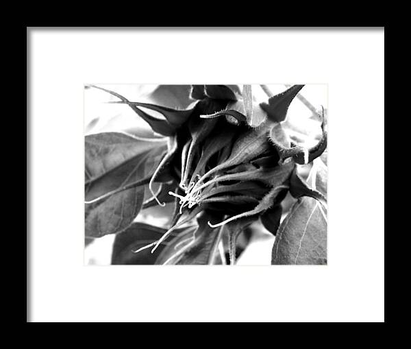 Sunflower Framed Print featuring the photograph Sunflower Beginning by Sandi OReilly