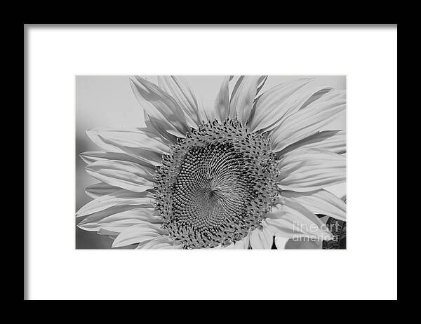 Sunflowers Framed Print featuring the photograph Sunflower Black and White by Wilma Birdwell
