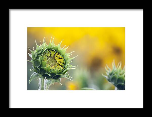 Sunflower Framed Print featuring the photograph Sunflower Bloom by Debby Richards