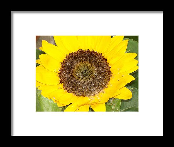 Sunflower Framed Print featuring the photograph Sunflower by Dark Whimsy