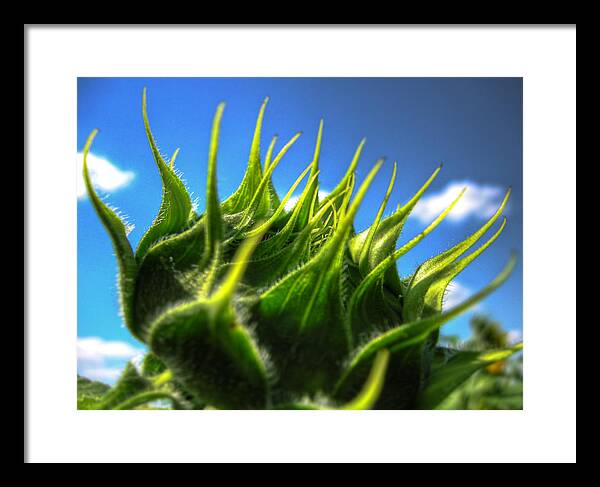 Sunflower Framed Print featuring the photograph Sunflower Bud Closeup Against Blue Sky by Vlad Baciu