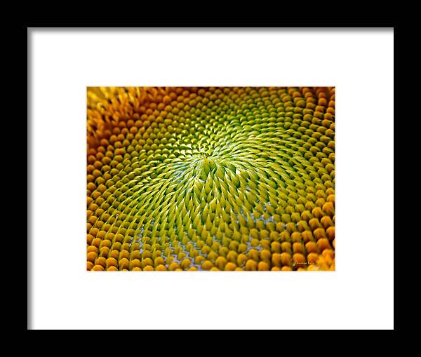 Sunflower Framed Print featuring the photograph Sunflower by Christina Rollo