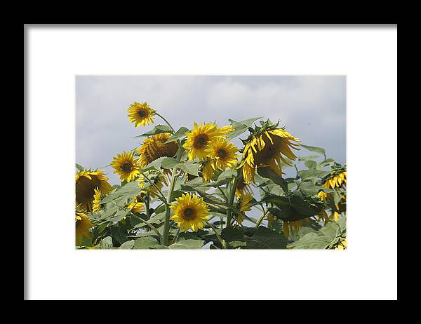 Sunflower Framed Print featuring the photograph Sunflower Cluster by Cathy Lindsey
