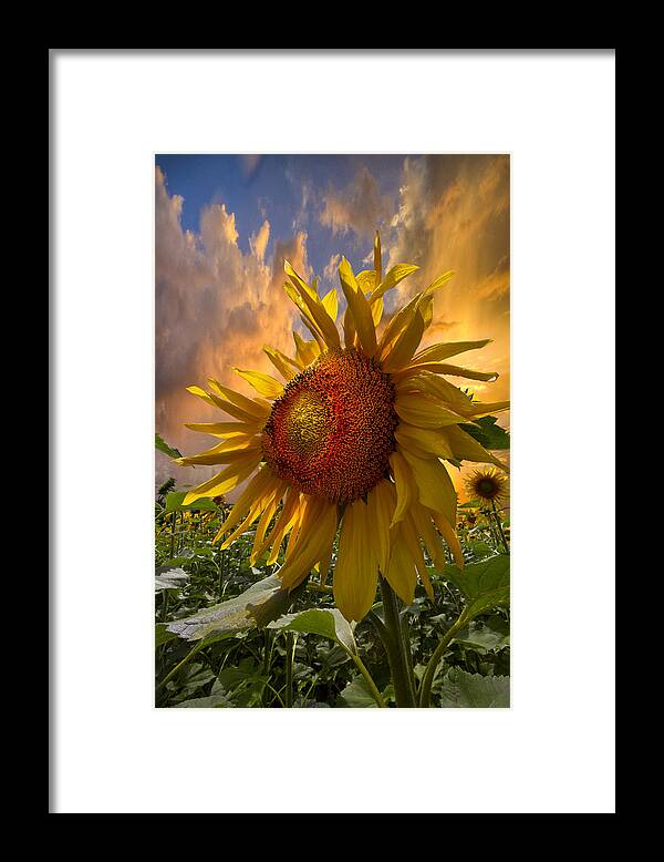 Appalachia Framed Print featuring the photograph Sunflower Dawn by Debra and Dave Vanderlaan